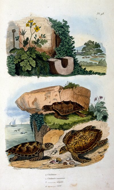 Skildpadder af Felix-Edouard Guerin