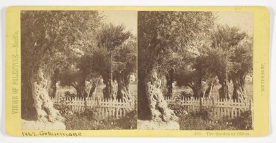 Der Garten der Oliven, Jerusalem, Nr. 576 aus der Serie "Ansichten von Palästina" af Félix Bonfils