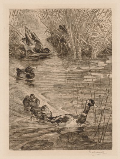 Ænder i leg, ca. 1870. af Felix Bracquemond