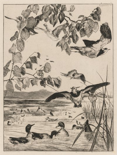 Viber og krikand, 1862. af Felix Bracquemond