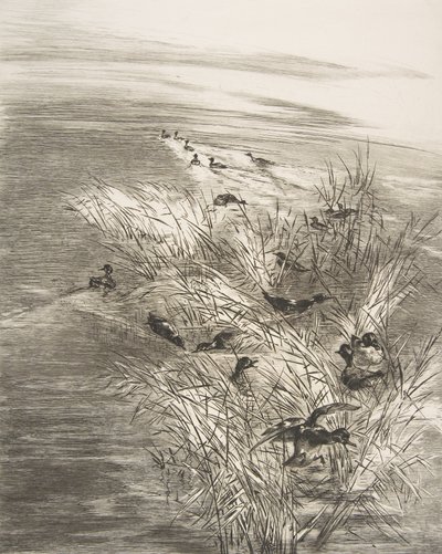 Siv og krikand, 1882. af Felix Bracquemond