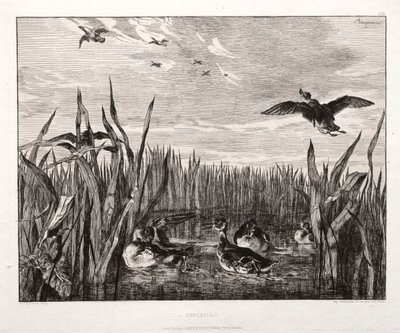 krikand af Felix Bracquemond