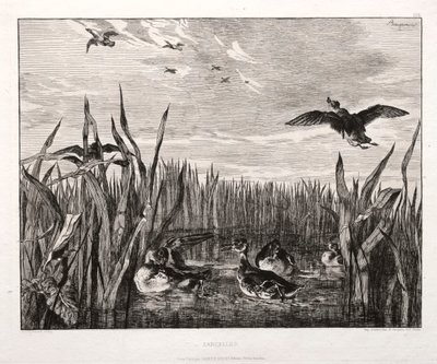 Teals, 1853 trykt 1864. af Felix Bracquemond