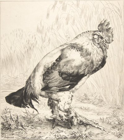 Den gamle hane, 1882. af Felix Bracquemond