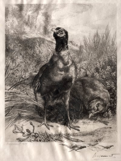 Fasanerne, 1899. af Felix Bracquemond