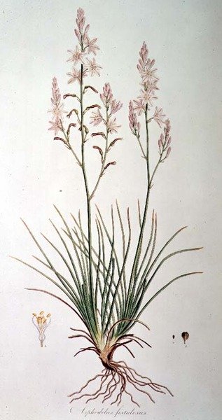 Asphodelus Fistulosus, fra "Flora Graeca Sibthorpiana", af John Sibthorp (1758-96) 1806-40 af Ferdinand Bauer