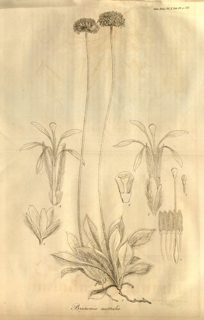 Dette er Tab. 28 fra bind X af Transactions of the Linnean Society of London, udgivet i 1811 af Ferdinand Bauer