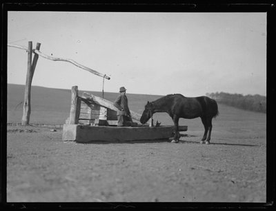 Hest ved vandhul af Ferdinand Schmutzer