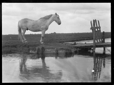 Ensom hest af Ferdinand Schmutzer