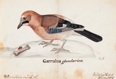 Eurasisk Jay af Ferdinand von Wright