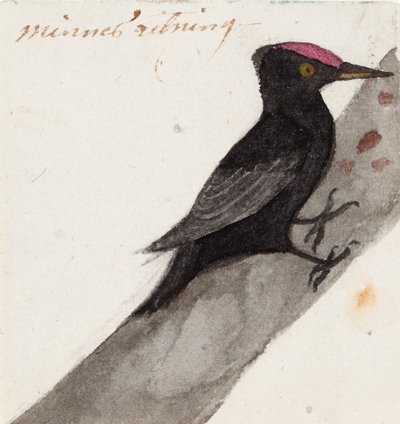 Den store sorte spætte af Ferdinand von Wright
