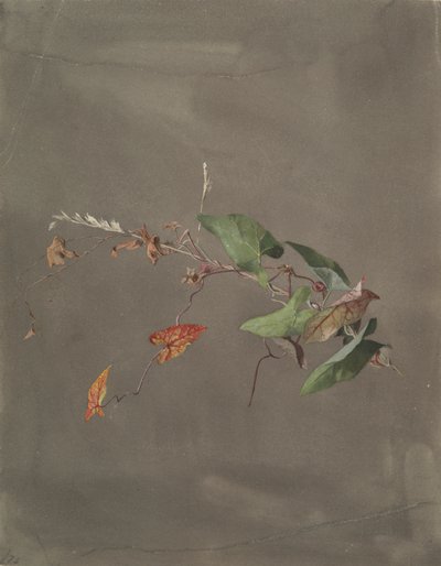 Vinde af Fidelia Bridges