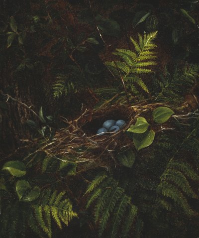 Fuglerede og bregner, 1863 af Fidelia Bridges