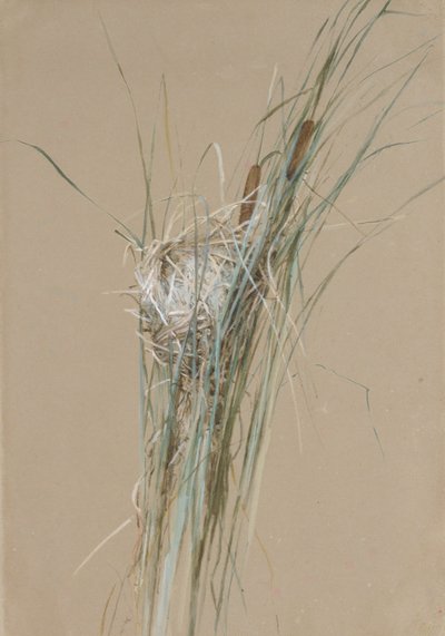 Fuglerede i Cattails, ca. 1875. af Fidelia Bridges