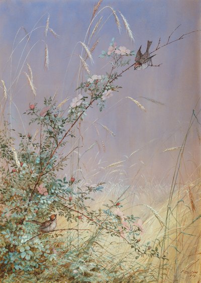 Wild Roses Among Rye, 1874 (wc & gouache over blyant på papir) af Fidelia Bridges