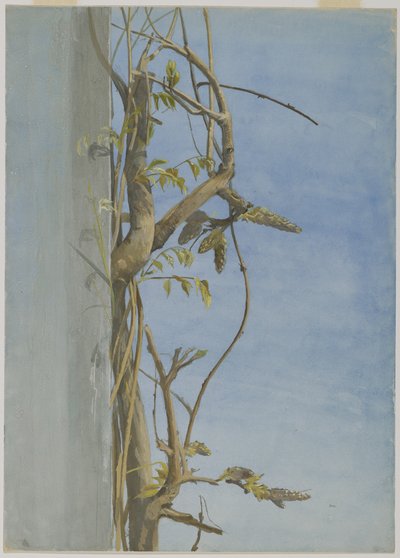Wisteria på en væg (wc på papir) af Fidelia Bridges