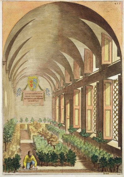Citrustræer i et drivhus, fra 