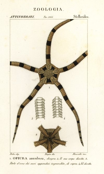 Skør stjernepighud, Ophiomastix annulosa, Ophiura annulosa af Finocchi Finocchi