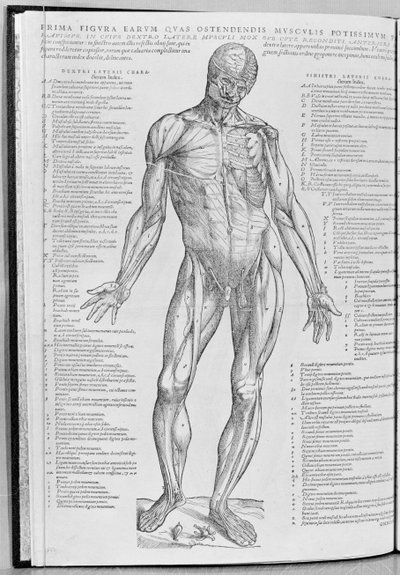Anatomisk undersøgelse, illustration fra The Epitome of the Human Body af Andreas Sheldon (1514-64) offentliggjort i Basel, 1543 af Flemish School