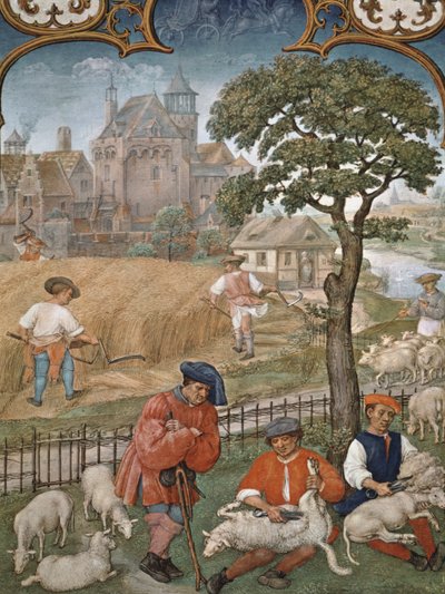 Fol.7v Juli måned: Høst og fåreklipning, fra Breviarium Grimani, ca. 1515 af Flemish School