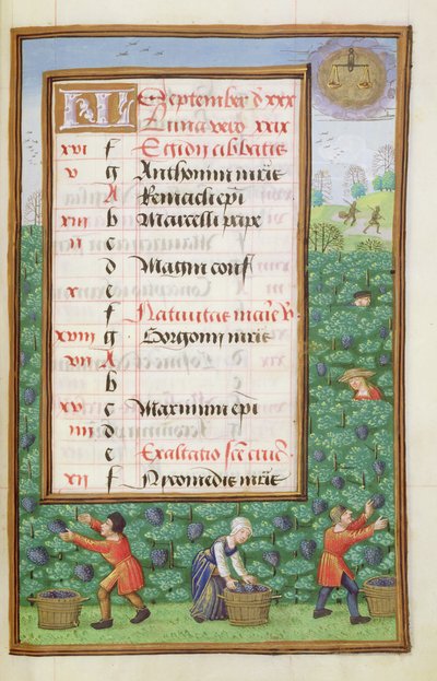 Ms 1058-1975 f9r Gathering Grapes, oplyst kalenderside for september, fra a Book of Hours, ca. 1500 af Flemish School