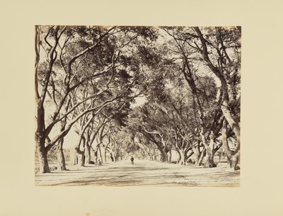 Cairo, Allée de Choubra af Félix Bonfils