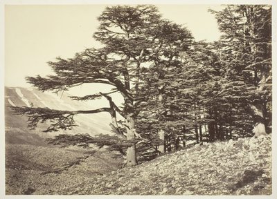 Cedars of Libanon, ca. 1870. af Félix Bonfils