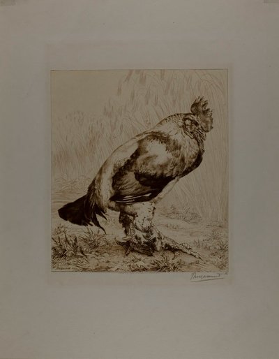 Den gamle pik af Félix Henri Bracquemond