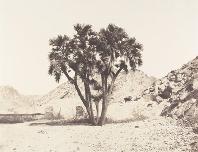 Omgivelser af Fileh, Palmier Doum på den østlige bred af Nilen, 1851-52, trykt 1853-54. af Félix Teynard