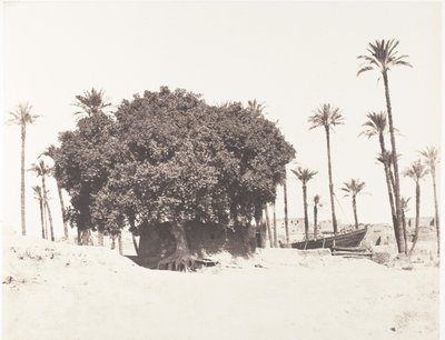 Esneh, Daddelpalmer, Sycamore og kaffe på kanten af ​​Nilen, 1851-52, trykt 1853-54. af Félix Teynard