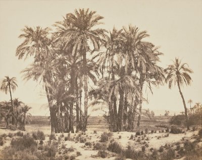 [Lunden af daddelpalmer set fra punkt A, Karnak]. af Félix Teynard