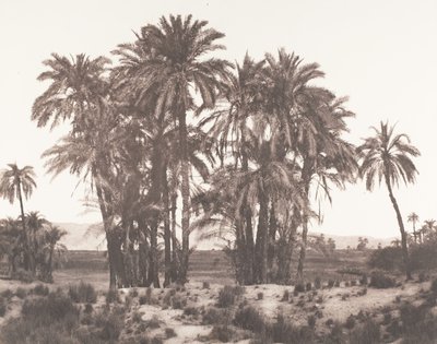 Karnak, Gruppe af daddelpalmer set fra punkt A, 1851-52, trykt 1853-54. af Félix Teynard