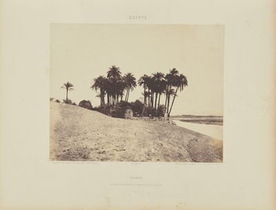 Luxor. Daddelpalmer og Luxor Expedition Garden af Félix Teynard