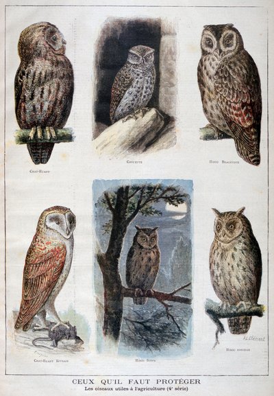 Fugle, der er beskyttede og nyttige i landbruget, 1897 af Fortuné Méaulle