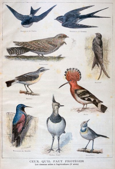 Fugle, der er beskyttede og nyttige i landbruget, 1897 af Fortuné Méaulle