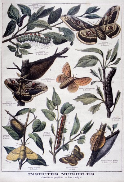 Skadelige insekter: larver, sommerfugle og møl, 1897 af Fortuné Méaulle