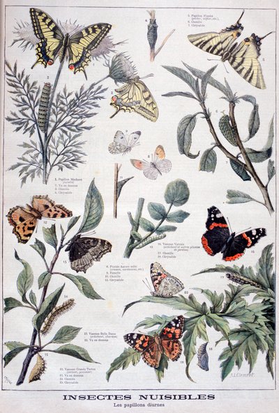 Skadelige insekter: dagslyssommerfugle, 1897 af Fortuné Méaulle