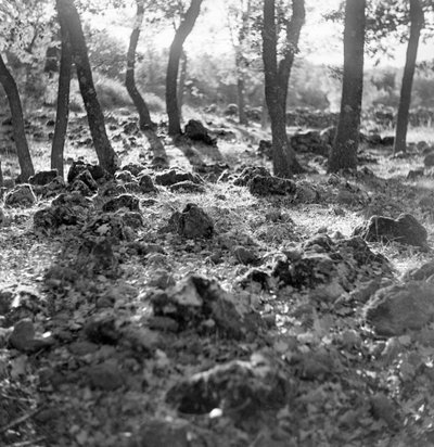 Skov på Etna-bjerget af Fosco Maraini