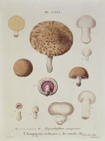 Hypophyllum campestre eller markchampignon, planche 130 fra "Iconographie des Champignons de J.J. Paulet" af J.H. Leveille, graveret af Renard, 1855 af Fossier