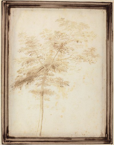 En undersøgelse af et træ af Fra Bartolomeo