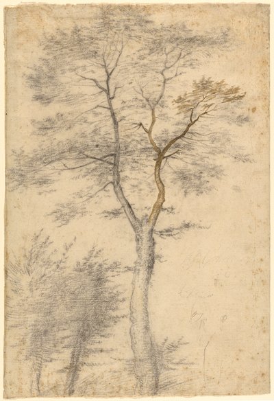 Tre studier af træer af Fra Bartolommeo (Baccio della Porta)