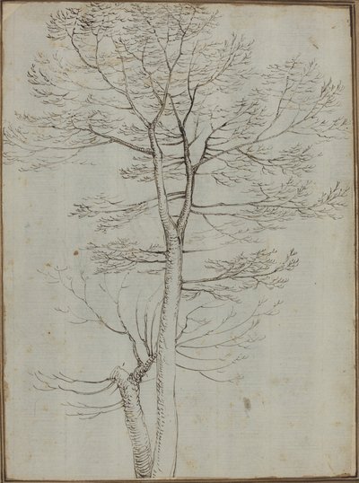 Bare træ [verso] af Fra Bartolommeo
