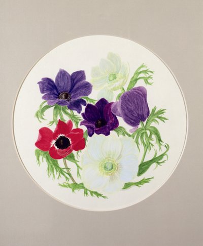 Anemoner af Frances Buckland