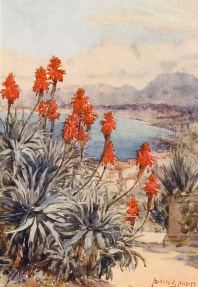 De røde aloer (farvelitografi) af Frances Nesbitt