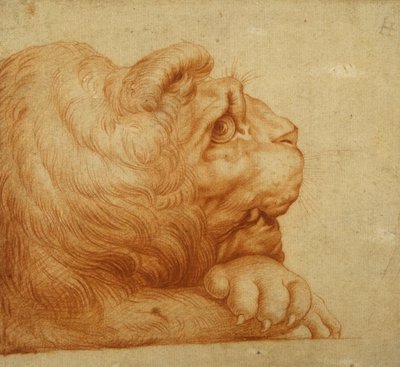 Et løvehoved i profil (rødt kridt på hvidt papir) af Francesco de Rossi Salviati Cecchino