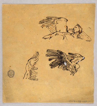 Studier af vinger af Francis Augustus Lathrop