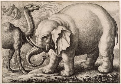 En elefant og en kamel, graveret af Wenceslaus Hollar (1607-77) 1663 af Francis Barlow