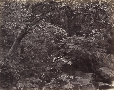 Glen ved Lynmouth af Francis Bedford, Francis Frith