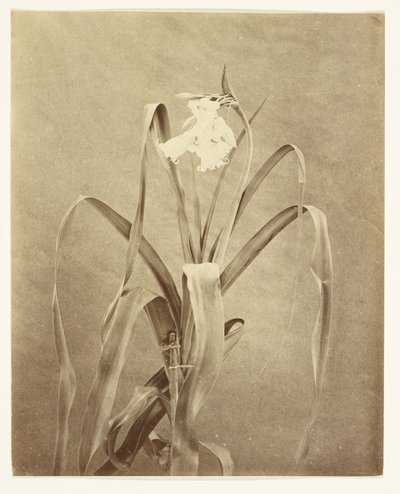 [Blomster] af Francis Edmond Currey