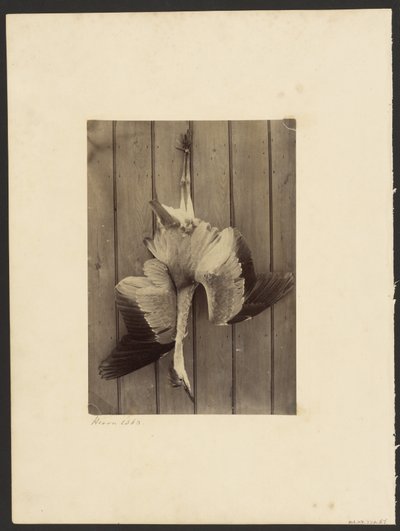 Fiskehejre af Francis Edmond Currey